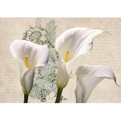 Floral art print and canvas, Three Callas by Elena Dolci