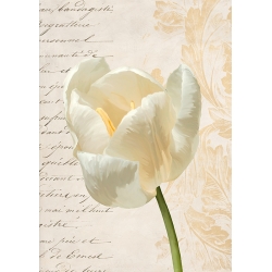 Tableau sur toile, affiche, Tulipe moderne I de Elena Dolci