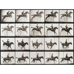 Quadro, stampa su tela. Animal Locomotion, Plate 637 di Eadweard Muybridge