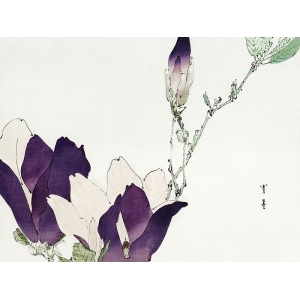 Japanese print and canvas, Purple magnolia, Watanabe Seitei