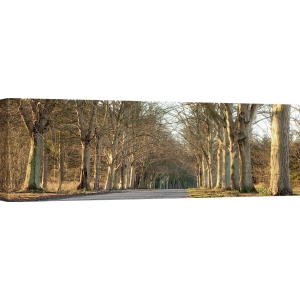 Tableau sur toile. Anonyme, Avenue bordée d'arbres, Norfolk, UK