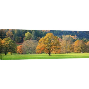 Cuadros naturaleza en canvas. Árboles de otoño, Escocia