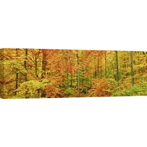 Cuadros naturaleza en canvas. Krahmer, Hayedos en otoño, Alemania