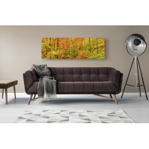 Wall art print and canvas. Krahmer, Beech forest in autumn, Kassel, Germany
