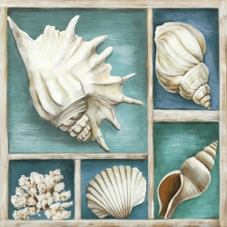 Cuadros marinos en canvas. Ted Broome, Conchas de mar III