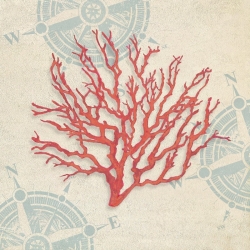 Cuadros marinos en canvas. Ted Broome, Conchas marinas IV