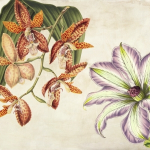 Cuadros botanica en canvas. Remy Dellal, Panel botánico V