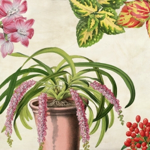 Cuadros botanica en canvas. Remy Dellal, Panel botánico VII