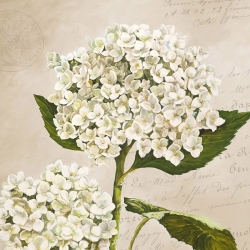 Tableau fleur sur toile. Remy Dellal, Hortensias II (Neutre)