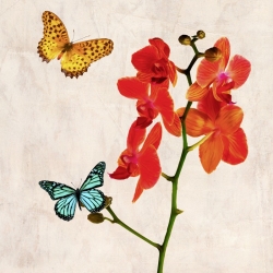 Tableau sur toile. Teo Rizzardi, Orchidées et papillons II