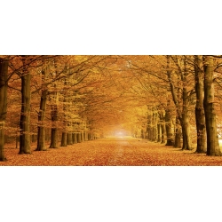 Wall art print and canvas. Pangea Images, Woods in autumn