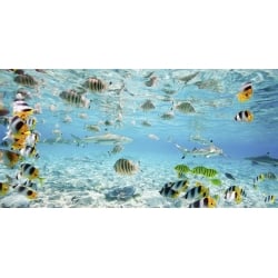 Leinwandbilder. Fische und Haie in der Lagune von Bora Bora