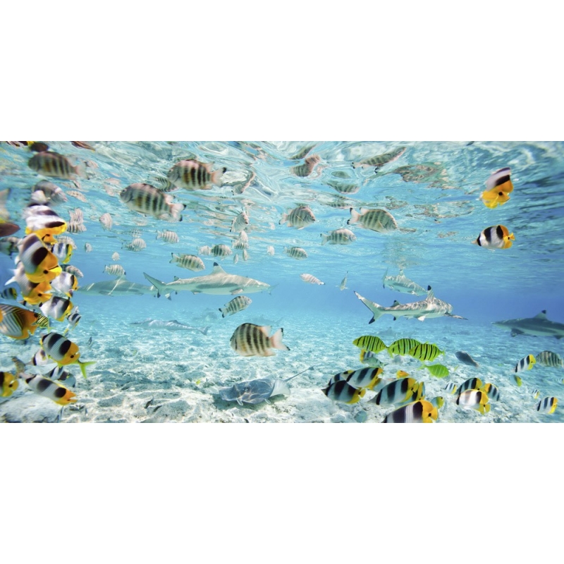 Quadro, stampa su tela. Pangea Images, Pesci e squali nella laguna di Bora Bora