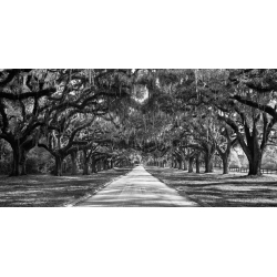 Leinwandbilder. Anonym, Allee mit Bäumen, South Carolina