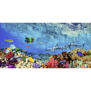 Cuadro animales, fotografía en canvas. Tiburones y peces, Océano Índico