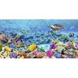 Wall art print and canvas. Pangea Images, Sea Turtle and fish, Maldivian Coral Reef
