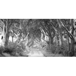 Tableau sur toile. Avenue bordée d'arbres, Dark Hedges, Irlande 