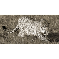 Quadro, stampa su tela. Pangea Images, Leopardo in caccia