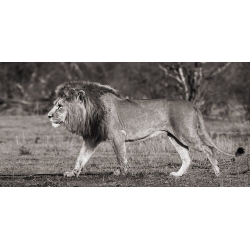 Tableau sur toile. Pangea Images, Lion dans la savane africaine 