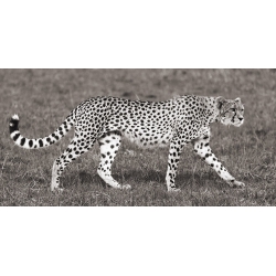 Quadro, stampa su tela. Pangea Images, Ghepardo a caccia, Masai Mara