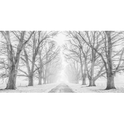 Wall art print and canvas. Pangea Images, Tree lined road in the snow