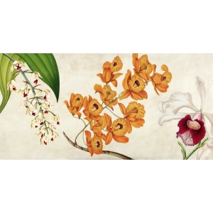 Cuadros botanica en canvas. Remy Dellal, Panel botánico II