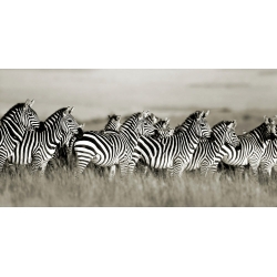 Tableau sur toile. Frank Krahmer, Zèbres, Masai Mara, Kenya