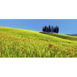 Wall art print and canvas. Krahmer, Cypress and corn field, Tuscany, Italy