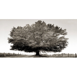 Wall art print and canvas. Fulvio Ferrua, Solitary tree (BW)