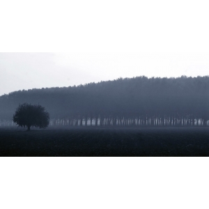 Leinwandbilder. Fulvio Ferrua, Bäume in der Ferne