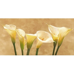 Tableau floral sur toile. Serena Biffi, Callas blanches