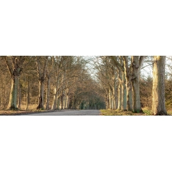 Tableau sur toile. Anonyme, Avenue bordée d'arbres, Norfolk, UK