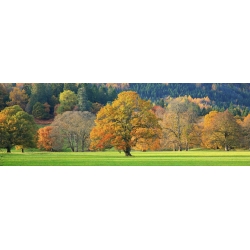 Wall art print and canvas. Mixed trees in autumn colour, Scotland