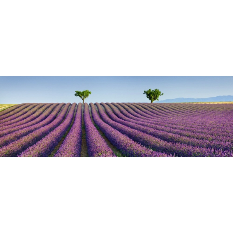 Wall art print and canvas. Krahmer, Lavender field, Provence, France