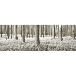Tableau sur toile. Frank Krahmer, Forêt de hêtres et jacinthe