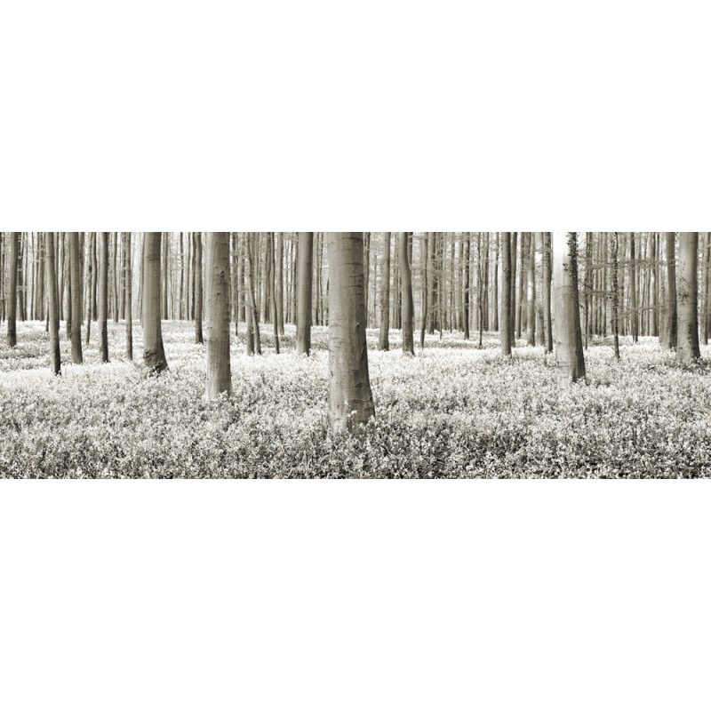 Quadro, stampa su tela. Frank Krahmer, Foresta di faggi con campanule, Belgio