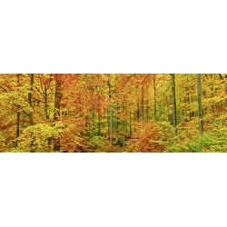 Cuadros naturaleza en canvas. Krahmer, Hayedos en otoño, Alemania