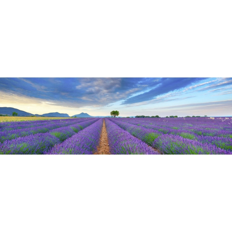 Wall art print and canvas. Krahmer, Lavender Field, France