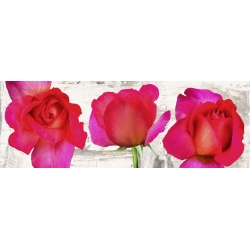 Leinwanddruck mit modernen Blumen. Jenny Thomlinson, Spring Roses