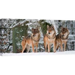 Cuadro animales, fotografía en canvas. Anónimo, Lobos en la nieve, Alemania (detalle)