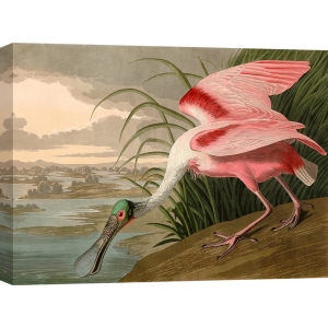 Leinwandbilder. John James Audubon, Roseate Spoonbill