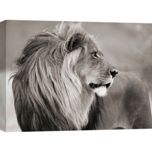 Wall art print and canvas. Anonymous, Male lion, Namibia (BW)