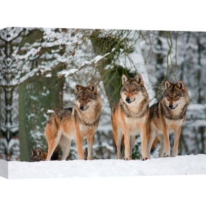 Tableau sur toile. Anonyme, Loups dans la neige, Allemagne (détail)
