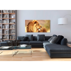 Wall art print and canvas. Anonymous, Male lion, Namibia (detail)