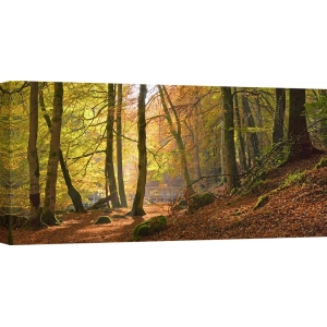 Wall art print and canvas. Autumn beech woods, Birks o'Aberfeldy