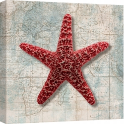 Cuadros marinos en canvas. Ted Broome, Estrella de mar