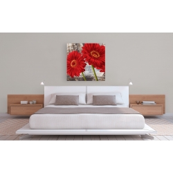 Wall art print and canvas. Jenny Thomlinson, Red Gerberas I