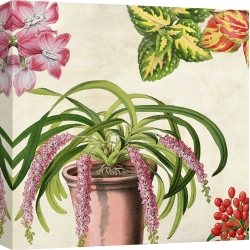 Cuadros botanica en canvas. Remy Dellal, Panel botánico VII
