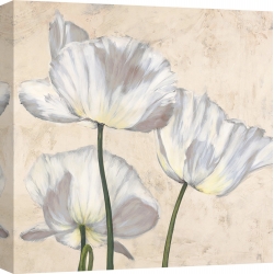 Wall art print and canvas. Luca Villa, Poppies in White II