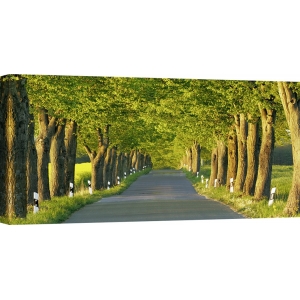 Cuadros naturaleza en canvas. Callejón del árbol de tilo, Alemania